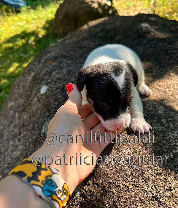 Jack Russell Terrier macho tricolor em São Paulo